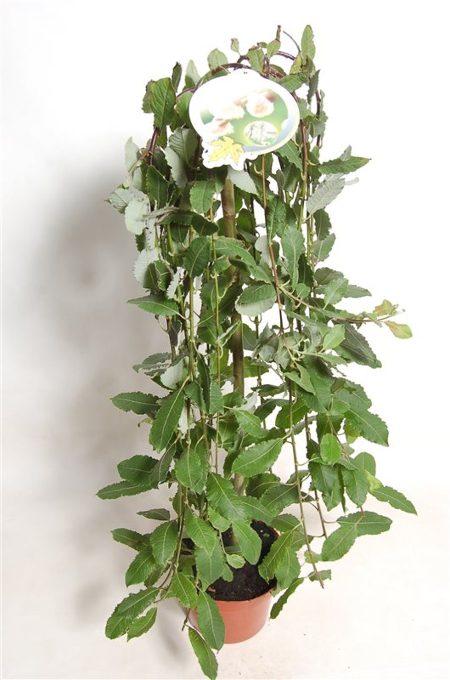 Salix caprea 'Kilmarnock' - 80 CM Stem C5